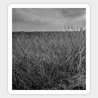 Norfolk reed bed Sticker